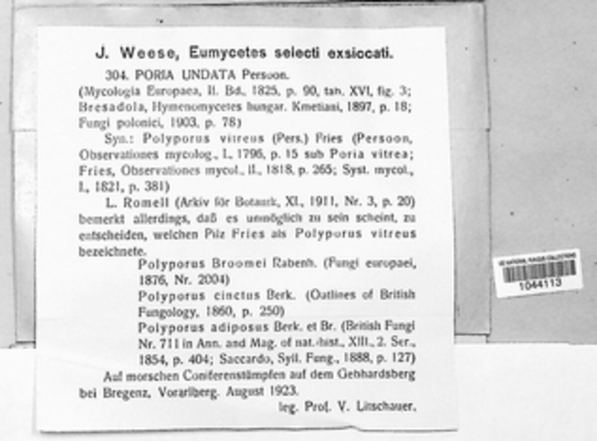 Poria undata image
